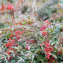 red ornamental evergreen shrub in bloom