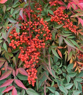 Heavenly Bamboo