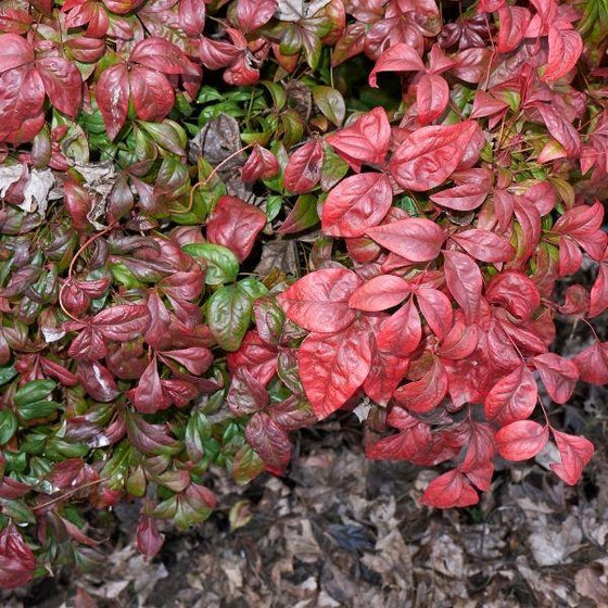 Red domestica nandina 