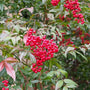 bright red fall berries on Heavenly Bamboo