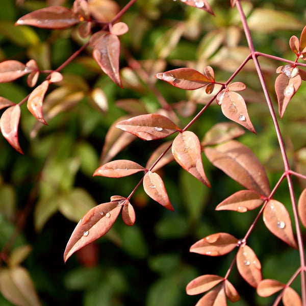 Heavenly Bamboo Shrubs for Sale