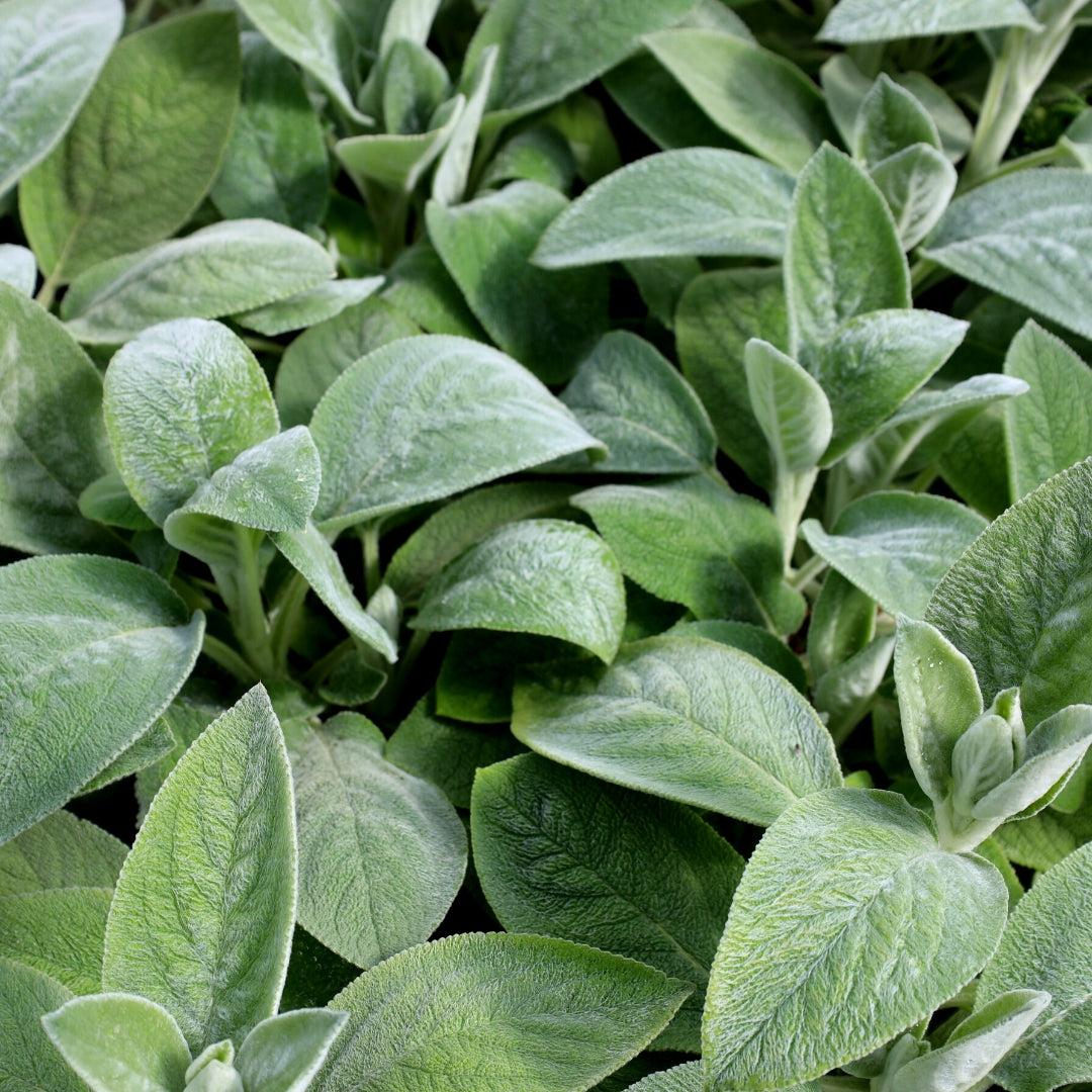 steins indoor plants Helen von Stein Lamb's Ear for Sale