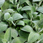 soft fuzzy leaves on stachys helen von stein lambs ear