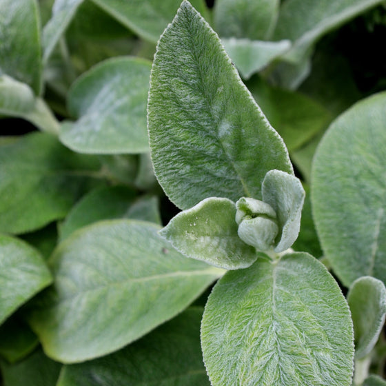 close look at big soft leaves on stachys helen von stein lambs ear