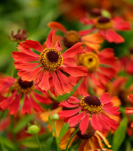 Helenium Mariachi Salsa