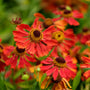 Close-up of vibrant red flowers with green leaves in a garden setting