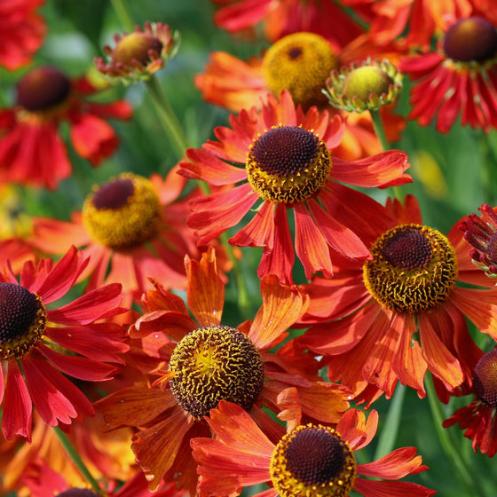 Close-up of vibrant red and orange flowers with brown centers against a blurred green background
