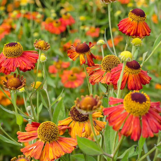 Close-up of vibrant orange and yellow flowers with a blurred natural background