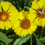 Bee collecting nectar from Helenium ‘Sombrero’ flowers in a mixed border
