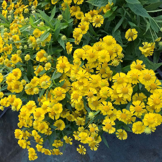 Helenium ‘Sombrero’ perennial in bloom, showing upright stems topped with colorful flowers