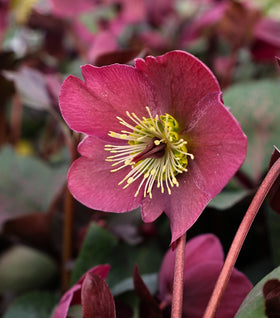 Helleborus Anna’s Red (Anna’s Red Lenten Rose)