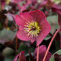 deep red bloom on anna's red helleborus