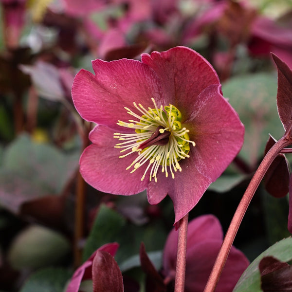Anna's Red Hellebore | Winter-Blooming Deer-Resistant Shade Perennial