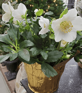 Helleborus Christmas Rose
