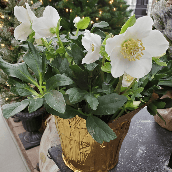 hellebore plant indoor Helleborus Christmas Rose