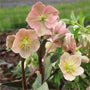 Helleborus ‘Cinnamon Snow’ in full bloom with creamy white and cinnamon-pink flowers brightening a shaded garden.
