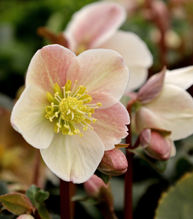Helleborus Cinnamon Snow