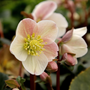 Cinnamon Snow Hellebore thriving in decorative pots and shaded borders during late winter.