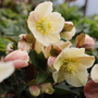 helleborus cinnamon Snow winter blooms