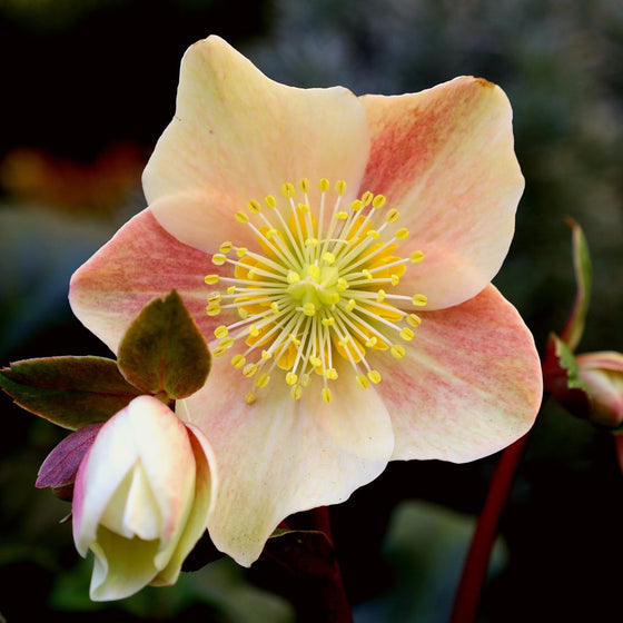 Close-up of Cinnamon Snow Lenten Rose blossoms showing warm cinnamon hues on creamy white petals.