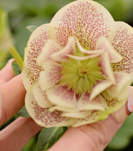 Helleborus Confetti Cake