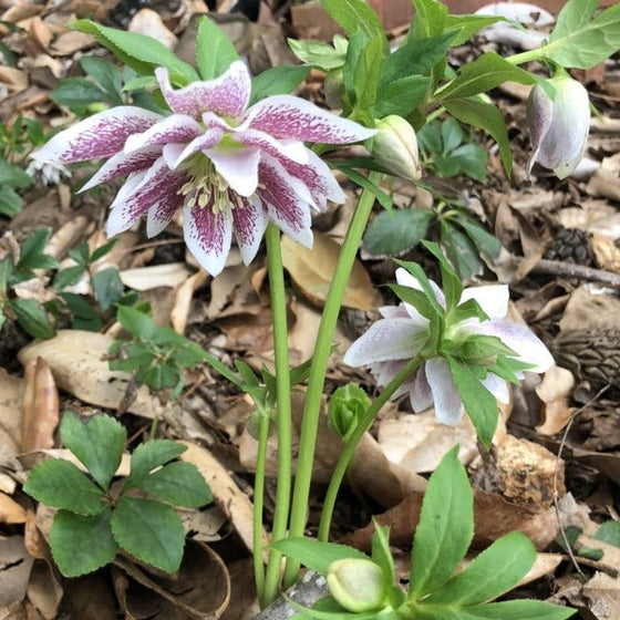 Confetti Cake Hellebore in the woodland garden