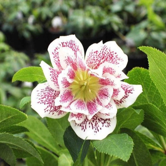 Confetti Cake Flowers are white with pink spots and yellow centers