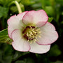 Helleborus French Kiss has stunning purple and white flowers
