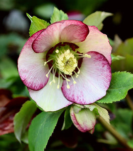 Helleborus ‘French Kiss’ (French Kiss Lenten Rose)