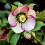 Close-up of French Kiss Lenten Rose blossoms showing soft pink petals with white centers and rose veining.