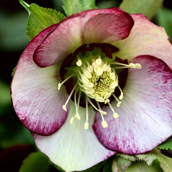 helleborus French Kiss close up
