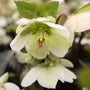 close up view of the Mollys White Helleborus