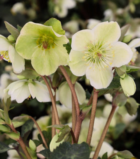 Helleborus Frostkiss® Molly's White