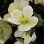 close up view of the Mollys White Helleborus