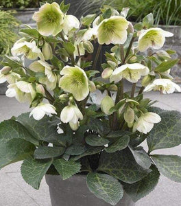 Helleborus Frostkiss® Molly's White