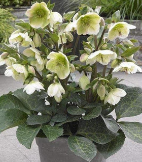 Helleborus Frostkiss® Molly's White