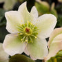 Molly's White Hellebore are beautiful white flowering garden shrubs