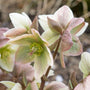 Helleborus Ivory Prince in a mixed garden