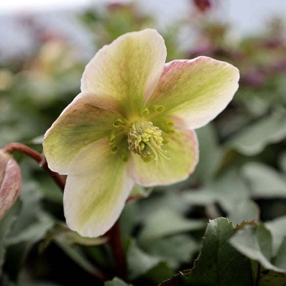 helleborus ivory prince blooms all winter long