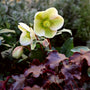 helleborus with green and burgundy winter flowers