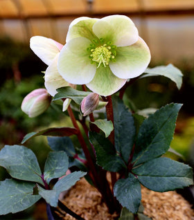 Helleborus Ivory Prince