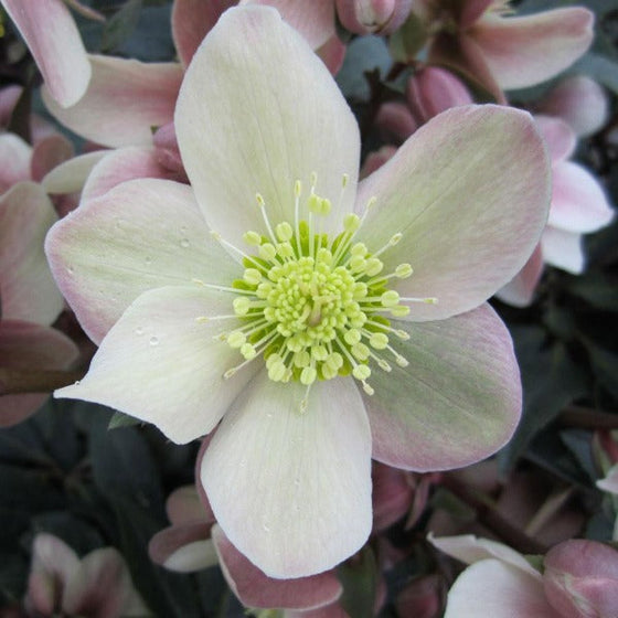 Love Bug Hellebore Flower with white and pink flowers