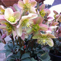 pink and green Hellebore Love Bug in Pot in full bloom