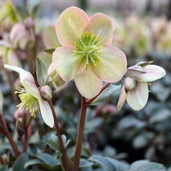 hardy Love Bug Helleborus in the garden with pink and green blooms