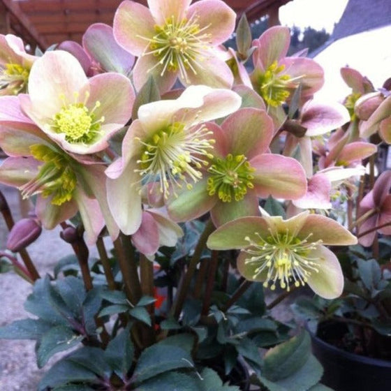 pink and green Hellebore Love Bug in Pot in full bloom