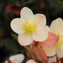 Close-up of Mahogany Snow Lenten Rose blossoms showing creamy petals and rich mahogany hues.