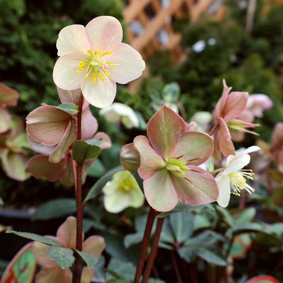Helleborus ‘Mahogany Snow’ in full bloom with white flowers fading to rose and mahogany in a shaded garden bed.