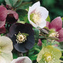 orientalis lenten roses bloom in the winter