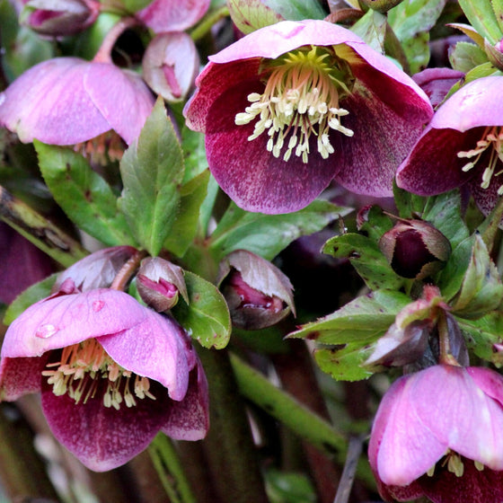 lentin roses