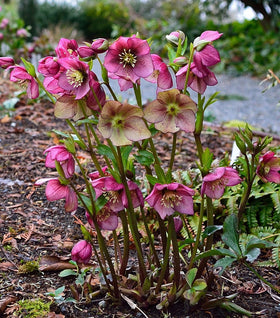Helleborus Orientalis